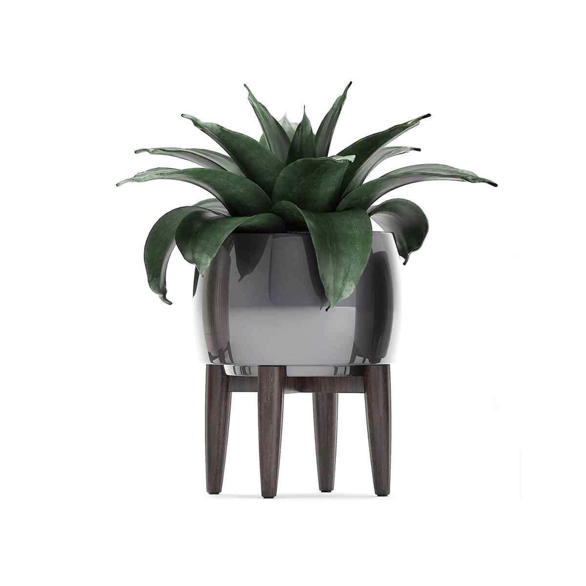 Sansevieria