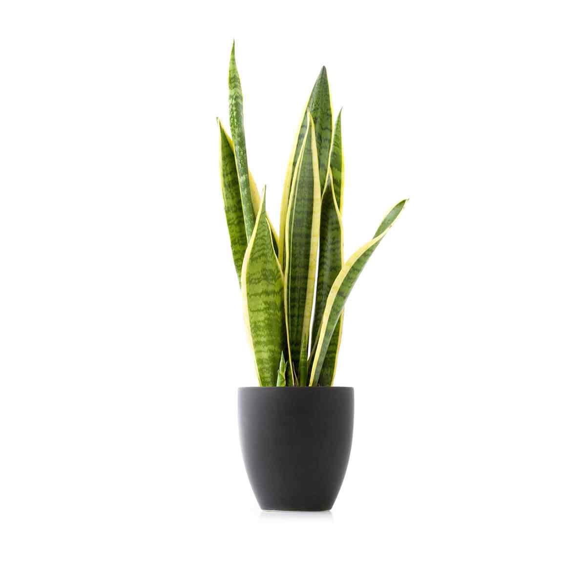 Aglaonema
