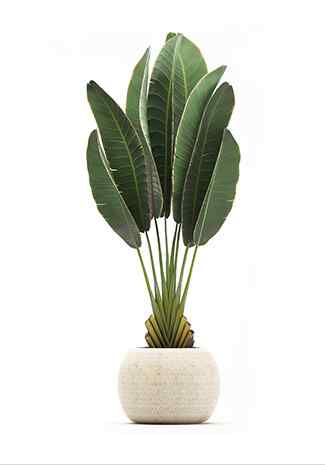 Rubber Plant