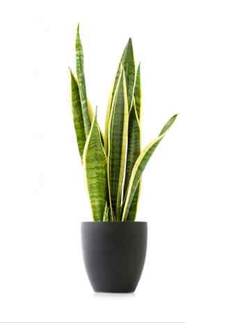 Aglaonema