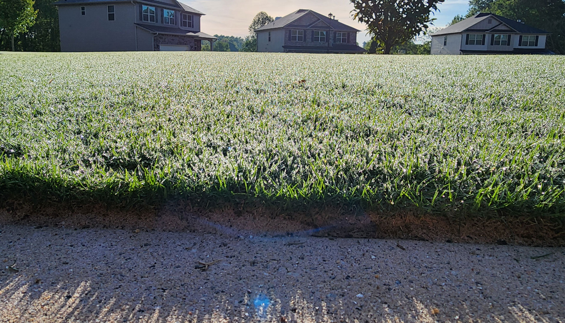 mylawn9